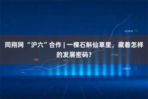 同翔网 “沪六”合作 | 一棵石斛仙草里，藏着怎样的发展密码？